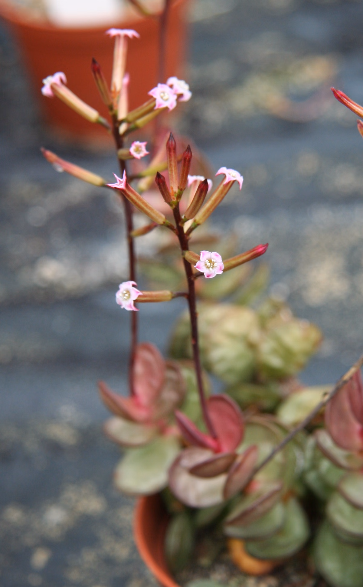 Adromischus (Adromischus subdistichus) with pink flowers, a plant for USDA zones 10 to 12